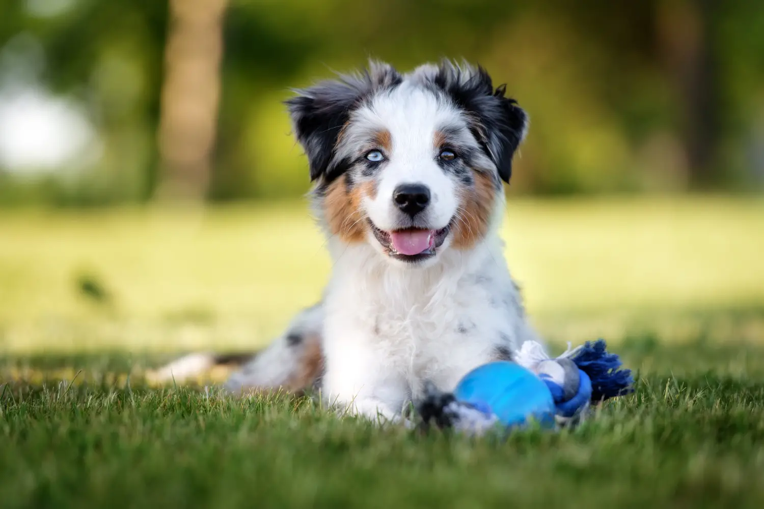 Mini australian shepherd outlet with blue eyes